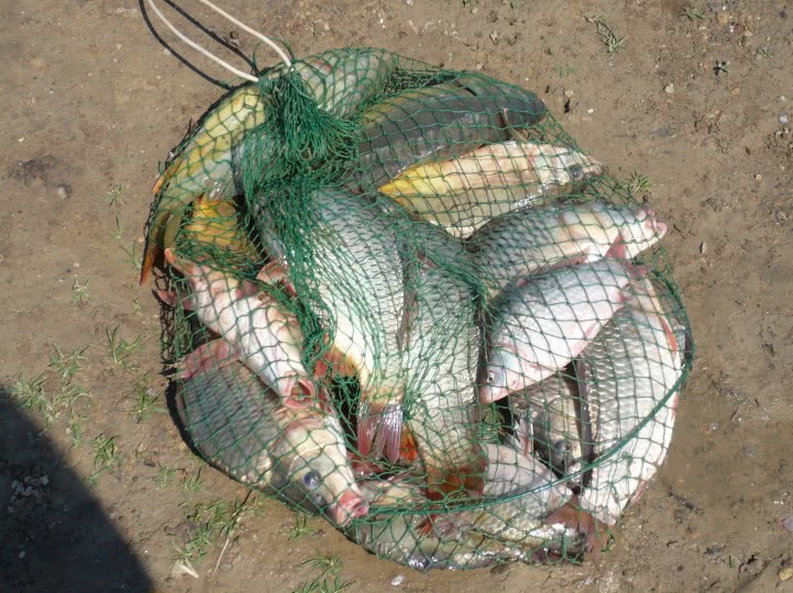 matrimoniale publi 24 gorj