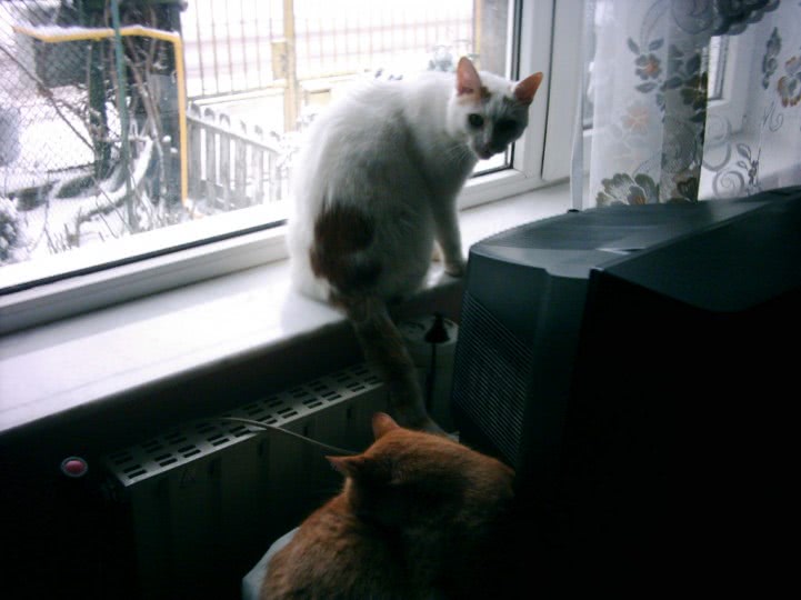 chattare con troie jpg chattare con troie