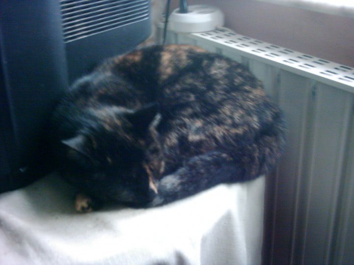 fete surprinse goale jpg fete surprinse goale