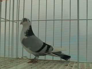 pitipoance pitesti jpg pitipoance pitesti