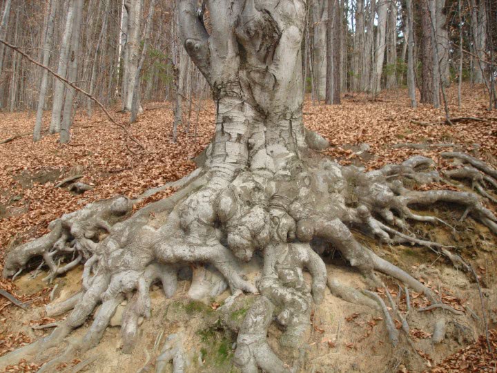 femei singure care isi cauta perechea jpg femei singure care isi cauta perechea