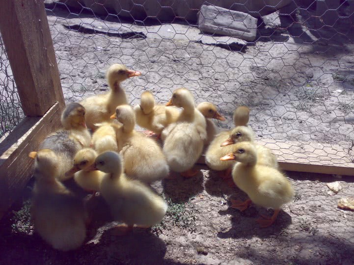 femei care face videochat