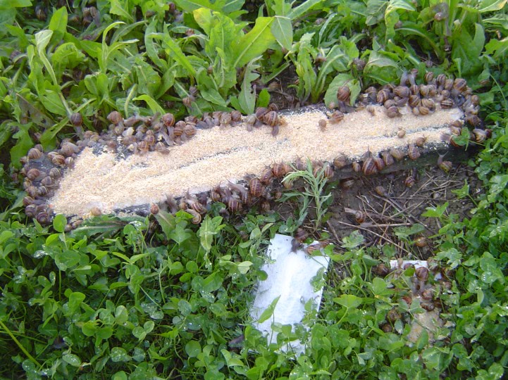 curve motru gorj jpg curve motru gorj