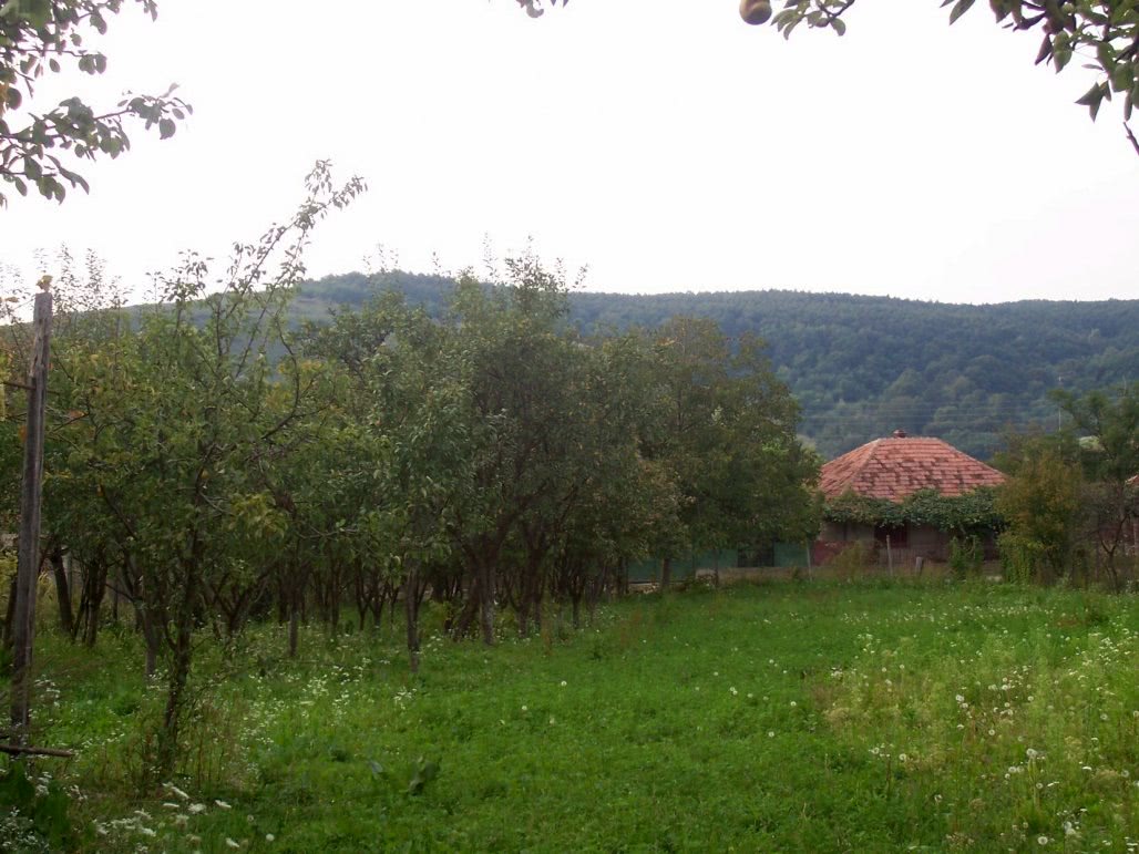 cum se pune bile pe penis jpg cum se pune bile pe penis