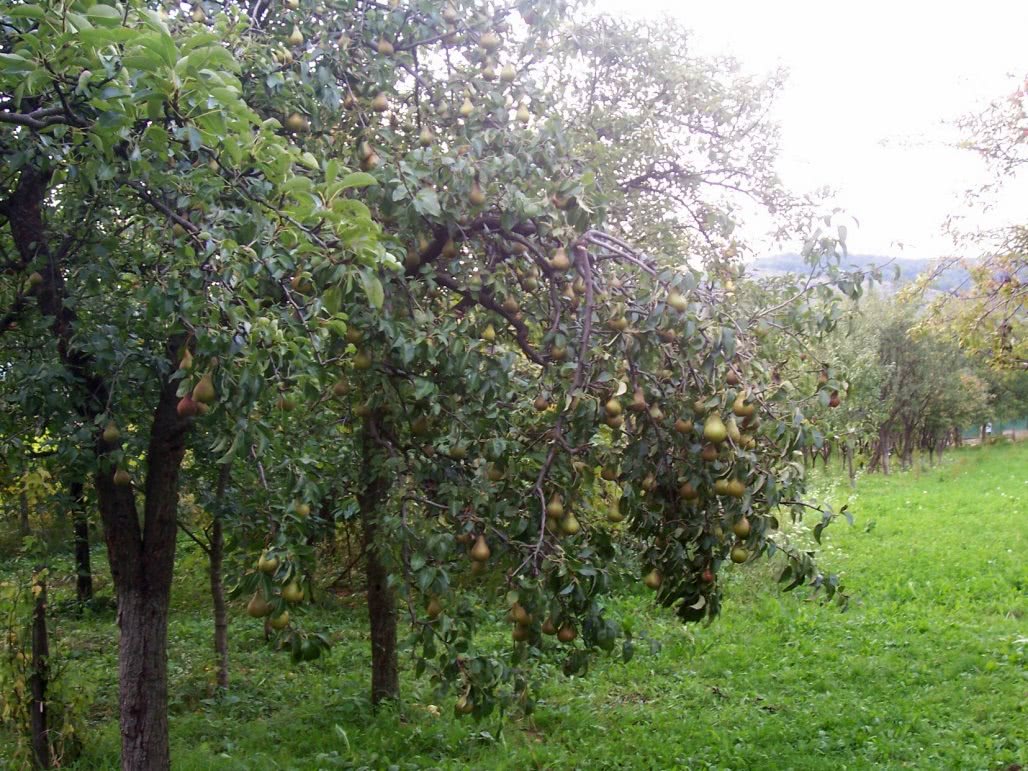 informatorul moldovei femei cu nr jpg informatorul moldovei femei cu nr