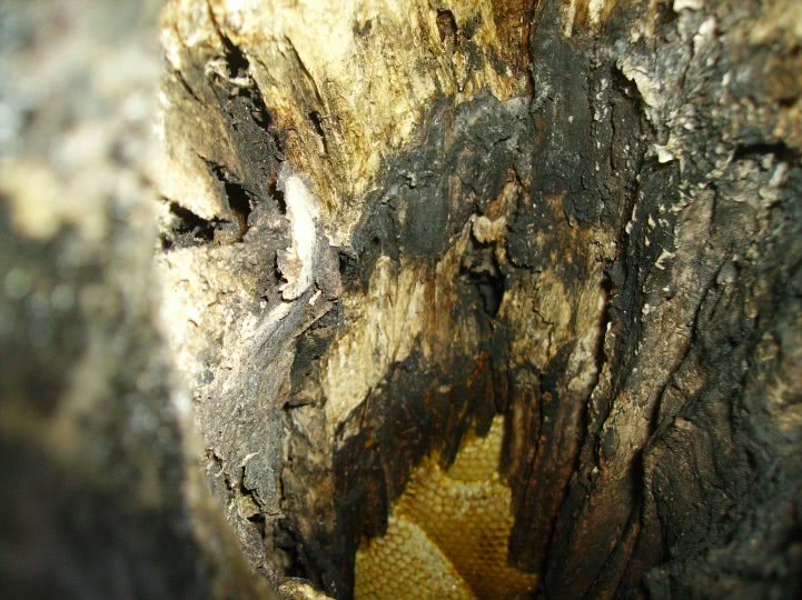 sex in copac jpg sex in copac