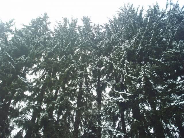 interlopi timisoara jpg interlopi timisoara