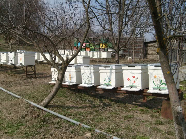 publicat 24 femei sebes jpg publicat 24 femei sebes