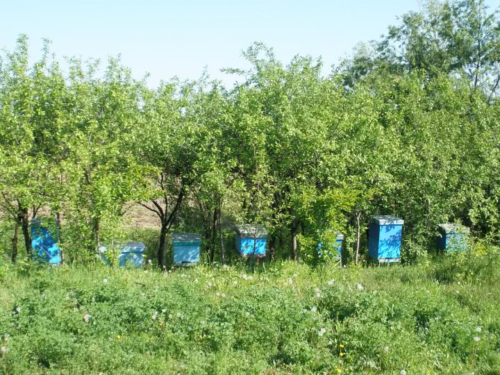 www simpati ro jpg www simpati ro