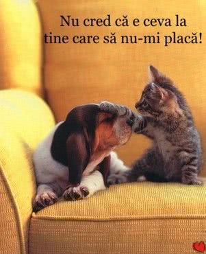 the shein jpg the shein