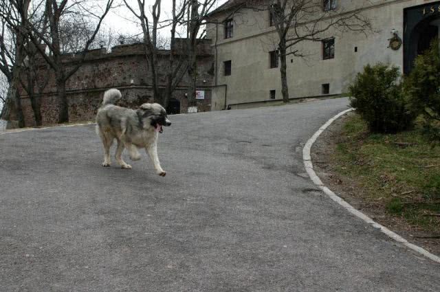 vifeo chat jpg vifeo chat